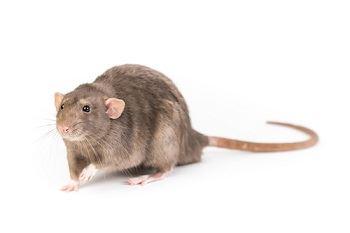 Ratten