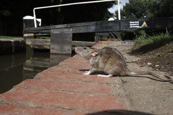 Ratten Herkennen: 7 Signalen van een Rattenbesmetting