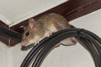 Muizen in Huis: Oorzaken, Gevaren en Oplossingen