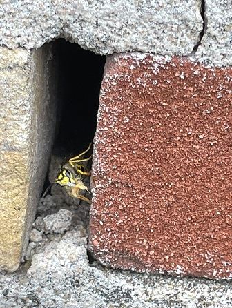 Koninginnewesp wordt wakker in het voorjaar