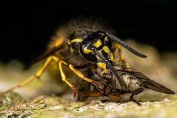 Wespen op jacht naar voedsel in de herfst
